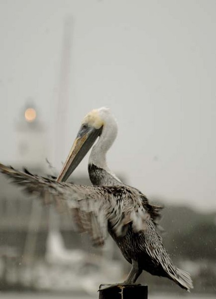 Ocracoke, NC