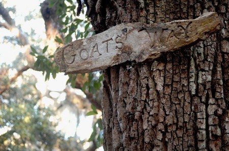 Cumberland Island, Georgia